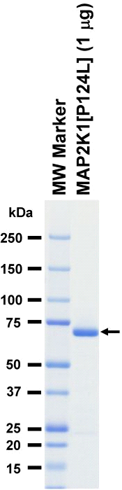 The purity was assessed by SDS-PAGE/CBB staining.